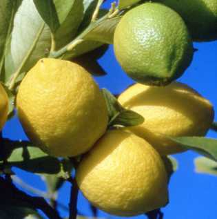 Photo : Propose à vendre Fruit et légume Citron