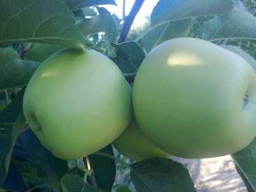 Photo : Propose à vendre Fruit et légume Pomme