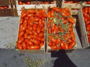 Photo : Propose à vendre Fruits et légumes Tomate