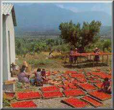 Photo : Propose à vendre Fruit et légume Tomate