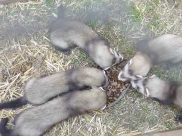 Photo : Propose à vendre 10 Furets