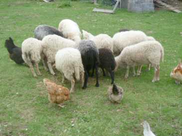 Photo : Propose à vendre 8 Moutons