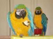 Photo : Propose à vendre 2 Perroquets
