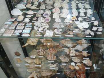 Photo : Propose à vendre Coquillages, fossiles et pierres COLLECTION