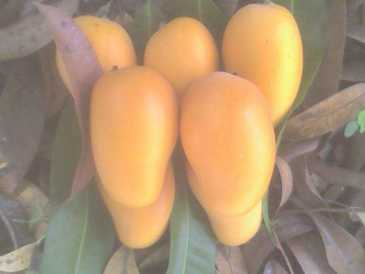 Photo : Propose à vendre Fruit et légume Mangue