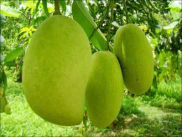 Photo : Propose à vendre Fruit et légume Mangue