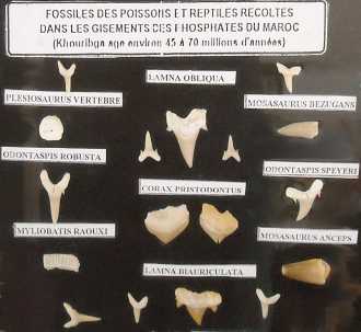 Photo : Propose à vendre Coquillages, fossile et pierre FOSSILI DEL CRETACEO-PALEOGENE