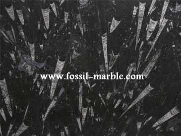 Photo : Propose à vendre Décoration BLACK SLAB FROM FOSSILIZED MARBLE MOROCCO - BLACK SLAB FOSSILIZED MARBLE MOROCCO