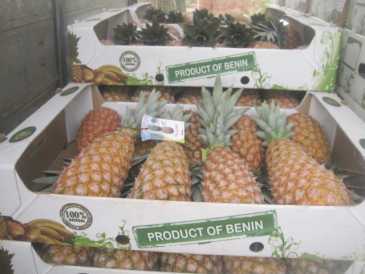 Photo : Propose à vendre Fruits et légumes Ananas