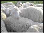 Photo : Propose à vendre 100 Moutons