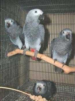 Photo : Propose gratuitement 5 Perroquets