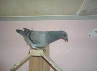 Photo : Propose à vendre Pigeon