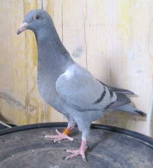 Photo : Propose à vendre Pigeon