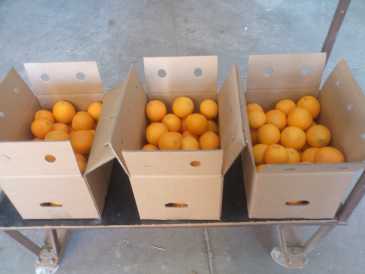Photo : Propose à vendre Fruit et légume Orange