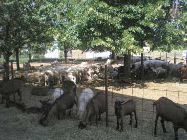 Photo : Propose à vendre 140 Moutons