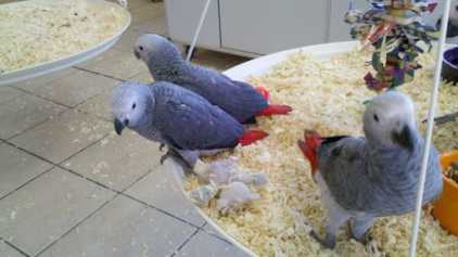 Photo : Propose à vendre 2 Oiseaux