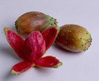 Photo : Propose à vendre Fruit et légume Figue de barbarie