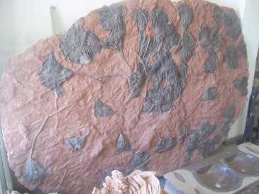 Photo : Propose à vendre Coquillages, fossile et pierre MAIN D'OEUVRE