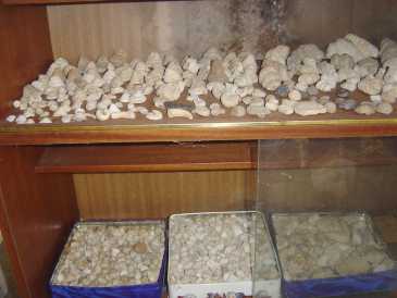 Photo : Propose à vendre Coquillages, fossile et pierre