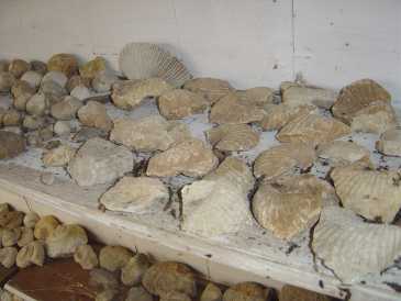 Photo : Propose à vendre Coquillages, fossile et pierre