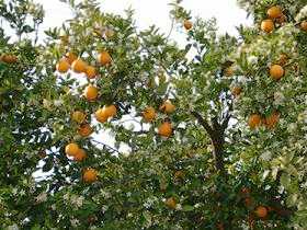 Photo : Propose à vendre Fruits et légumes Orange